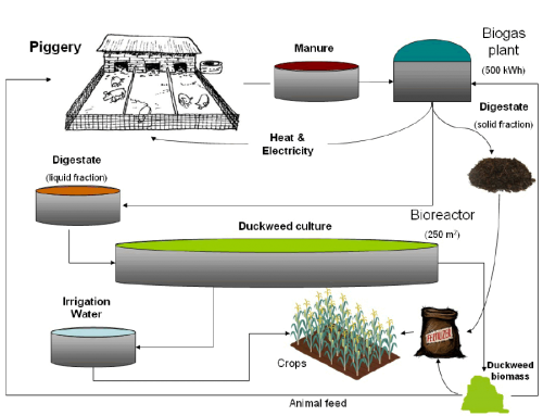 Description | Lemna project